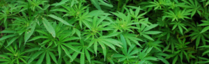 Lire la suite à propos de l’article La Sûreté du Québec en lutte contre la production illégale de cannabis